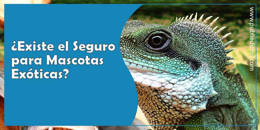 es necesario un seguro especial para mascotas