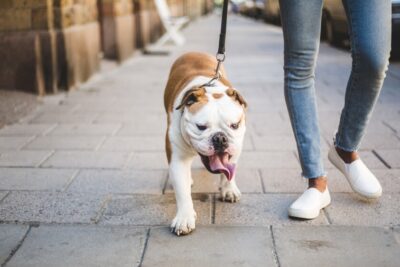 es posible que tu mascota necesite algun tiempo para adaptarse