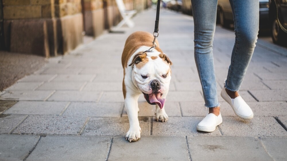 es posible que tu mascota necesite algun tiempo para adaptarse