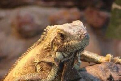 es recomendable usar suplementos vitaminicos en reptiles