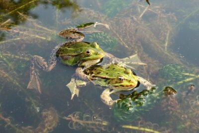 es seguro anadir nuevas parejas a un grupo de reptiles