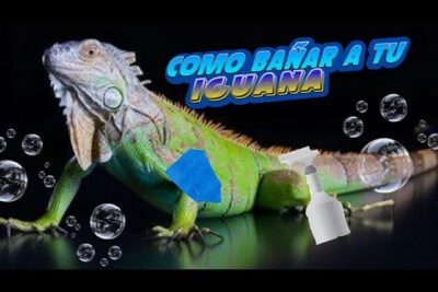 es seguro banar a mi iguana y como hacerlo correctamente