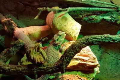 es seguro criar varias especies de reptiles juntas