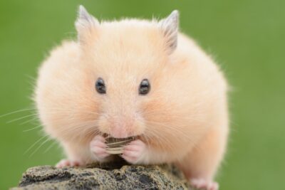 es seguro llevar a mi hamster al parque precauciones a tomar