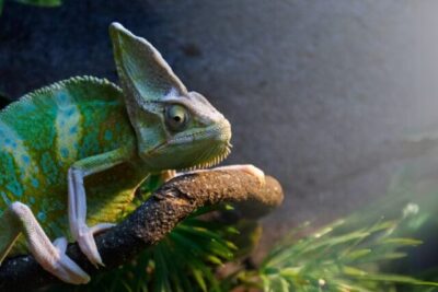 es seguro usar lampara de calor en terrarios para reptiles
