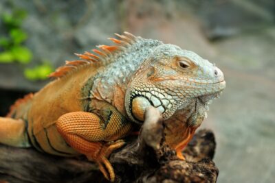 esenciales para la hidratacion en iguanas saludables