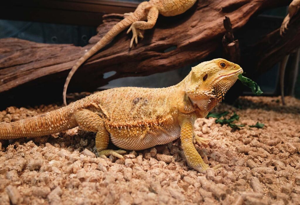 espacio necesario para criar reptiles adecuada y saludablemente