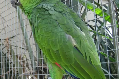 esperanza de vida de loros exoticos cuanto tiempo viven