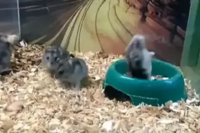 estrategias efectivas para manejar un hamster agresivo en casa
