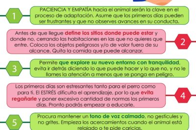 estrategias para la adaptacion post viaje de animales