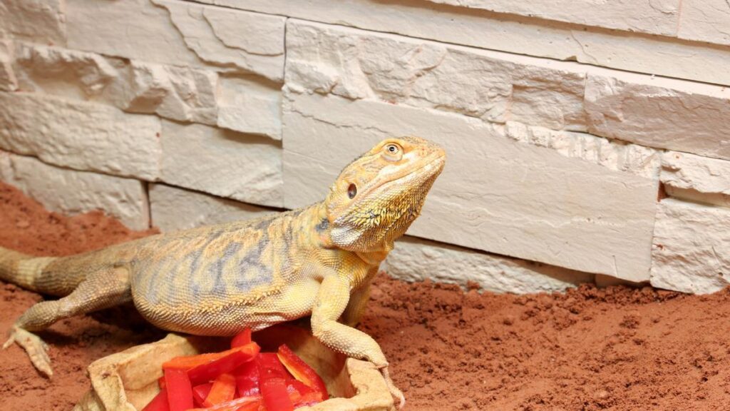 evitar el sobrecalentamiento en transportes de reptiles