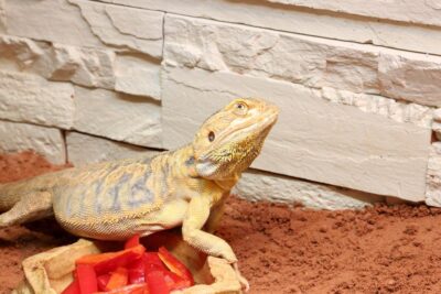 evitar el sobrecalentamiento en transportes de reptiles