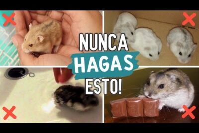 evitar errores comunes al adaptar a un nuevo hamster