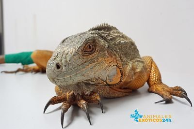 examenes esenciales para la salud de tu iguana mascota