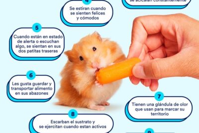 expectativas de comportamiento en hamsters lo que debes saber