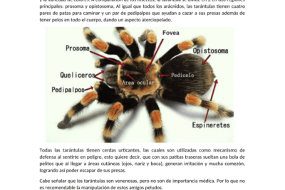 factores clave para enriquecer el habitat de una tarantula