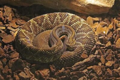 factores que afectan el comportamiento agresivo en reptiles