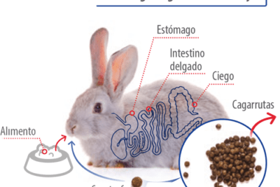 factores que influyen en el comportamiento alimenticio de conejos