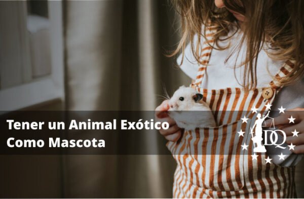 fomentar la curiosidad de tu nueva mascota exotica en adaptacion