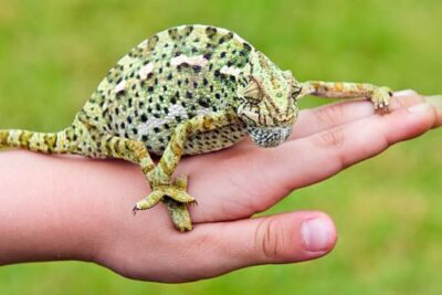 frecuencia de alimentacion para reptiles jovenes