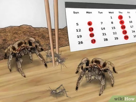 frecuencia ideal de alimentacion para tarantulas guia y consejos