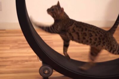 gatos exoticos y su capacidad para correr en una rueda de ejercicio