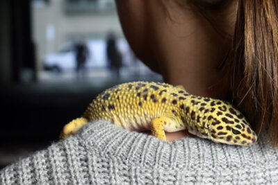 guia como jugar con un gecko de forma segura y divertida