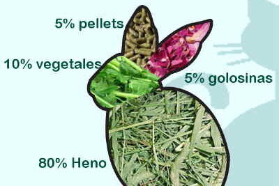 guia completa de dieta saludable para conejos felices y sanos