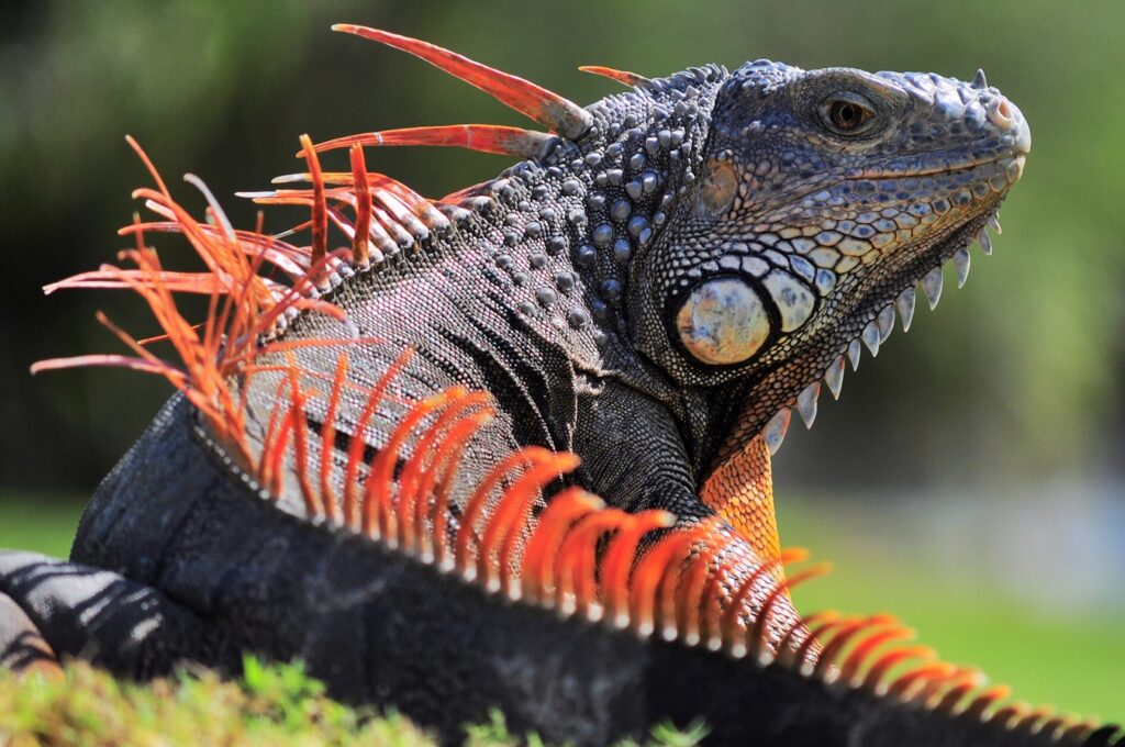 Guía completa de juguetes seguros para iguanas como mascotas 1 guia completa de juguetes seguros para iguanas como mascotas