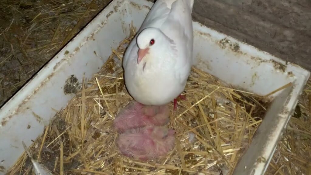 guia completa para criar y cuidar palomas mensajeras