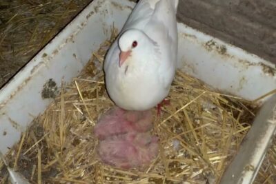 guia completa para criar y cuidar palomas mensajeras