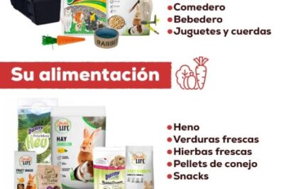 guia completa para disciplinar correctamente a tu conejo domestico
