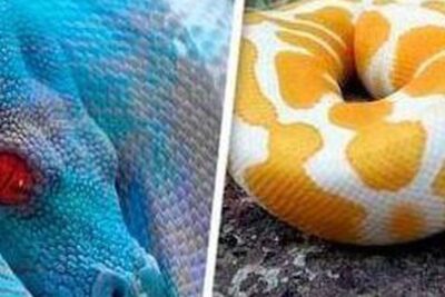 guia completa para el aseo correcto de una serpiente