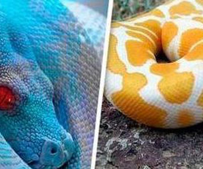 guia completa para el aseo correcto de una serpiente