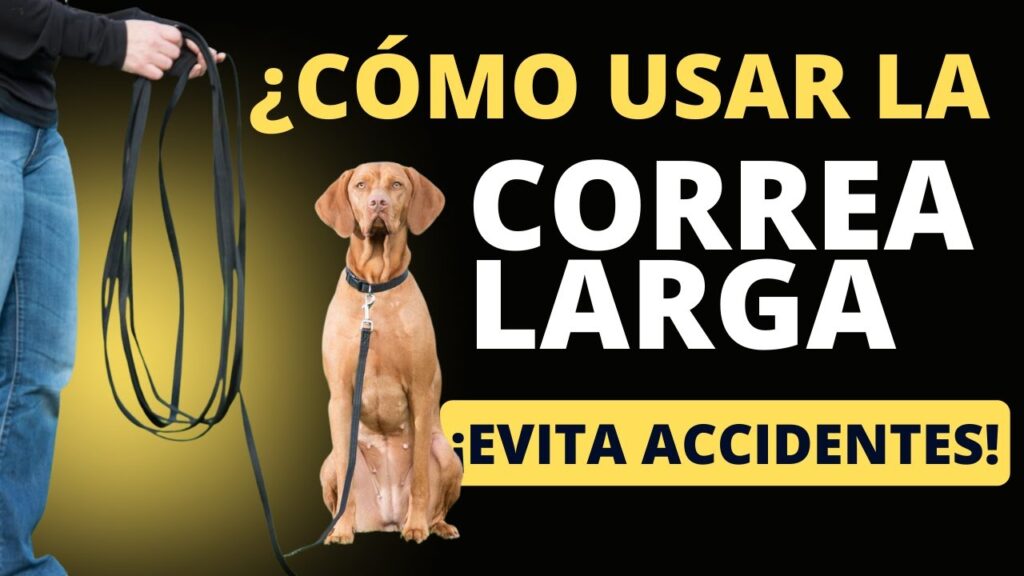guia completa para el uso adecuado de la correa en mascotas