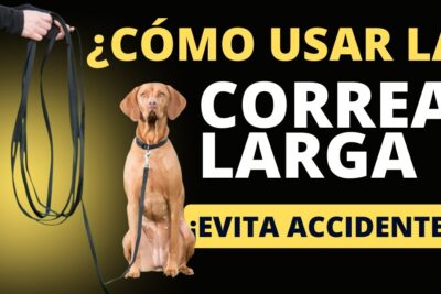 guia completa para el uso adecuado de la correa en mascotas