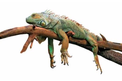 guia completa para realizar un chequeo de salud en reptiles