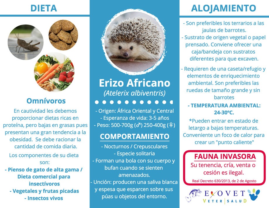guia completa sobre alojamiento para erizos africanos