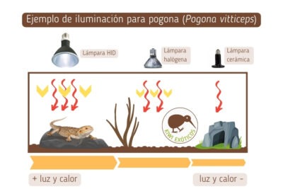 guia completa sobre tipos de iluminacion para reptiles