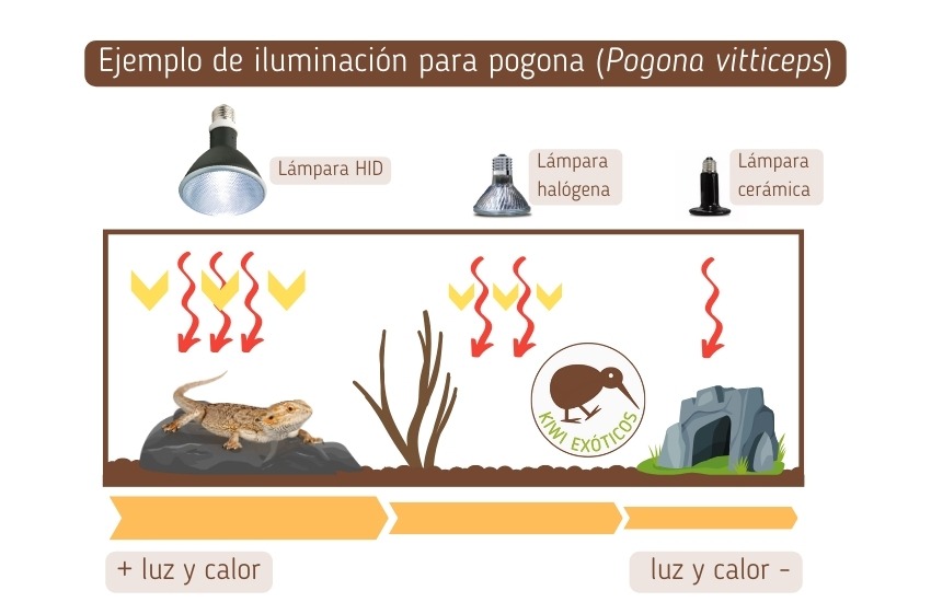 guia completa sobre tipos de iluminacion para reptiles