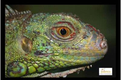 guia efectiva para tratar parasitos en iguanas paso a paso