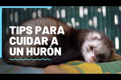 guia para asegurar adecuadamente el area de juego de un huron