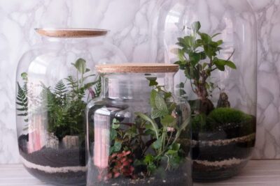 guia para crear un microclima ideal en tu terrario casero