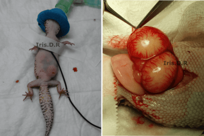 guia para detectar y tratar problemas de piel en reptiles