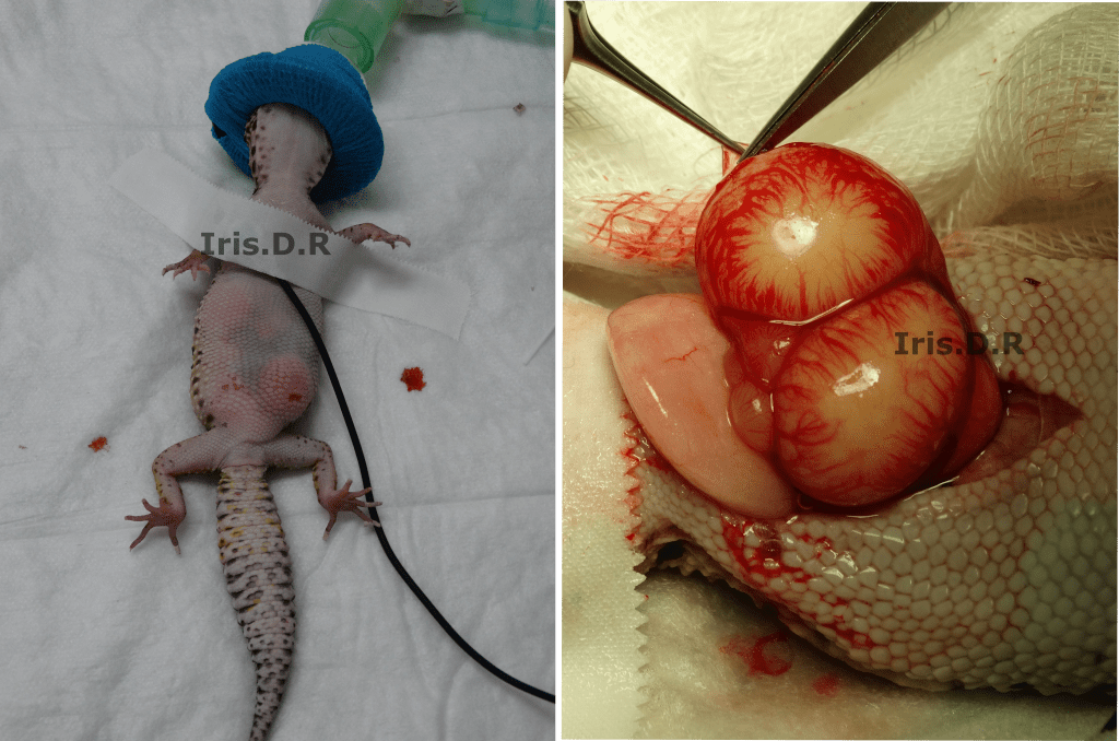 guia para detectar y tratar problemas de piel en reptiles