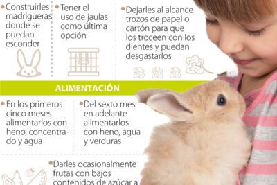 guia para ejercitar y mantener saludable a tu conejo