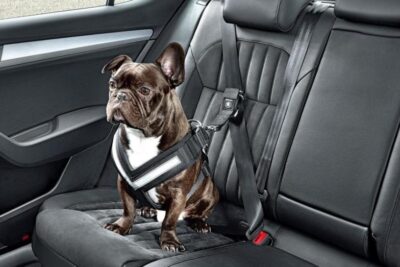 guia para elegir el cinturon de seguridad para perros en el auto