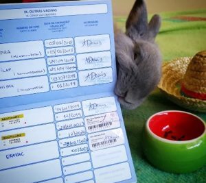 guia para elegir el transportador ideal para conejos saludables