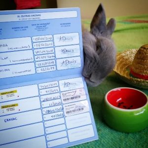 guia para elegir el transportador ideal para conejos saludables