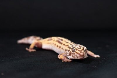 guia para elegir la lampara adecuada para tu gecko mascota